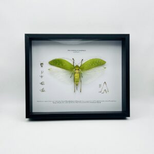 Educational shadow frame with an open winged bush cricket (pseudophyllus neriifolius)
