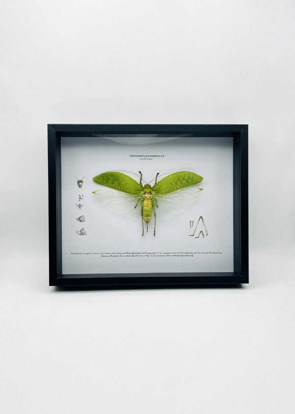 Educational shadow frame with an open winged bush cricket (pseudophyllus neriifolius)
