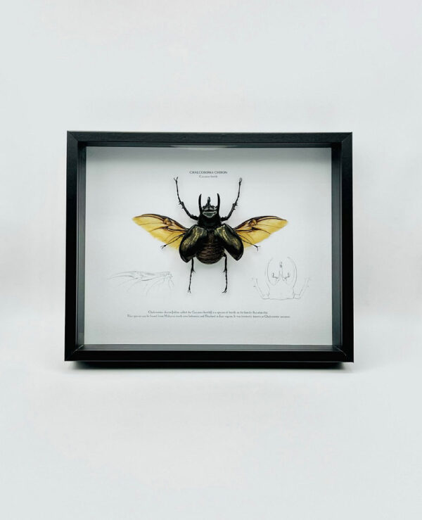 Educational shadow frame with Chalcosoma Chiron spread with open wings