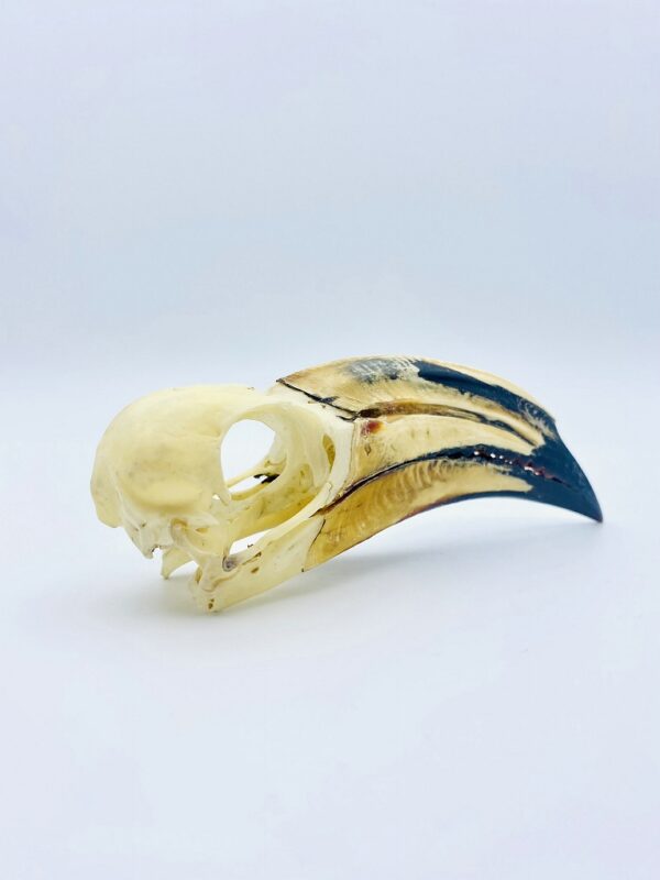 African pied hornbill - Lophoceros fasciatus - 12,1 cm