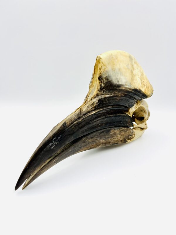 Male Yellow-casqued Hornbill skull - Ceratogymna elata - 20 cm