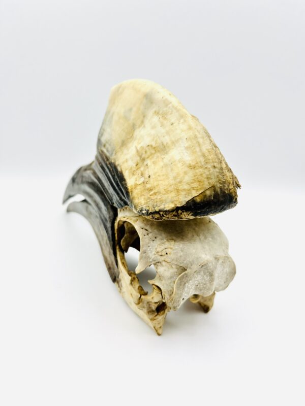 Male Yellow-casqued Hornbill skull - Ceratogymna elata - 20 cm