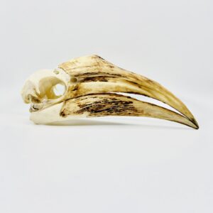 Female Yellow-casqued Hornbill skull - Ceratogymna elata - 19,2 cm