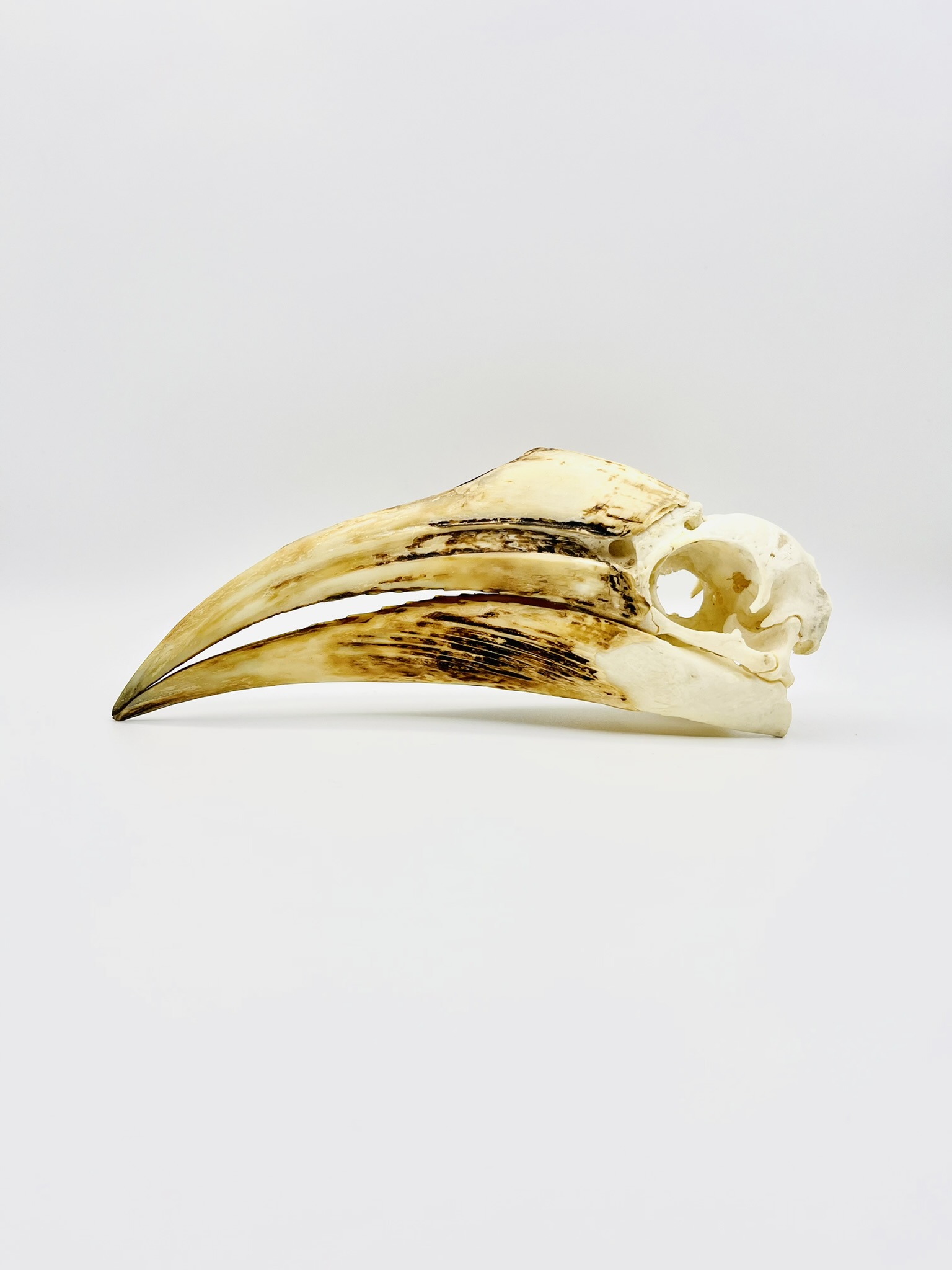 Female Yellow-casqued Hornbill skull - Ceratogymna elata - 19,2 cm
