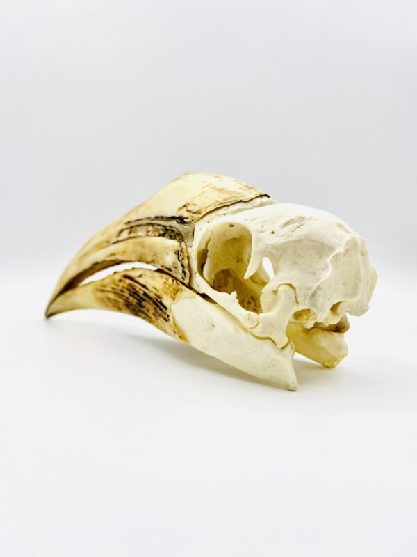 Female Yellow-casqued Hornbill skull - Ceratogymna elata - 19,2 cm