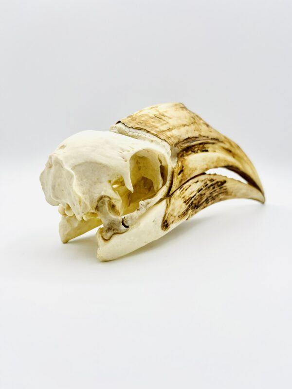 Female Yellow-casqued Hornbill skull - Ceratogymna elata - 19,2 cm