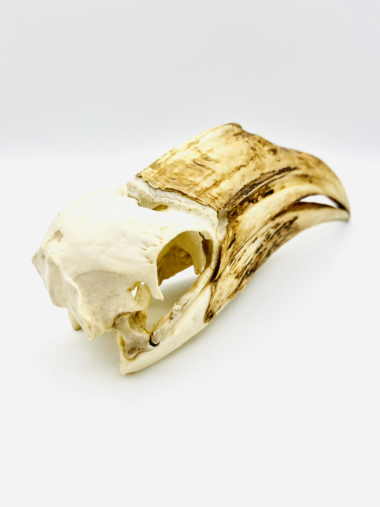Female Yellow-casqued Hornbill skull - Ceratogymna elata - 19,2 cm