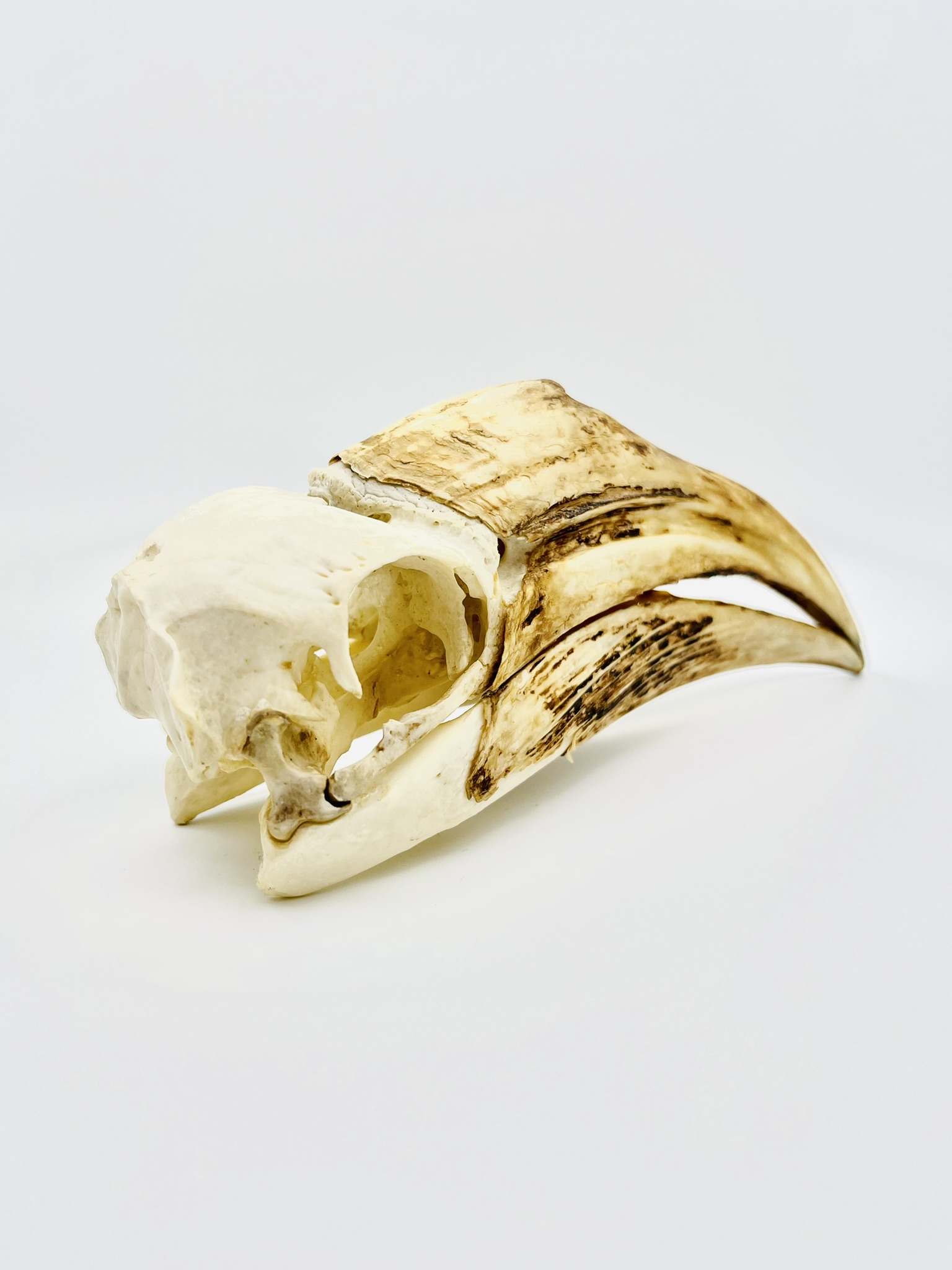 Female Yellow-casqued Hornbill skull - Ceratogymna elata - 19,2 cm