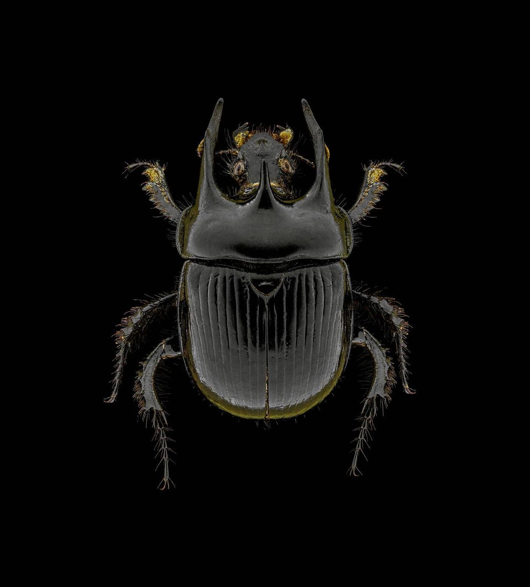 Natural History Curiosities - Rik Delhem - Een boek vol insecten - Lannoo