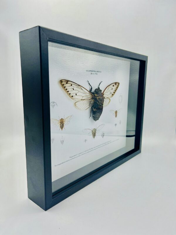 Educational shadow frame with an open winged mega cicada (Megapomponia Merula)