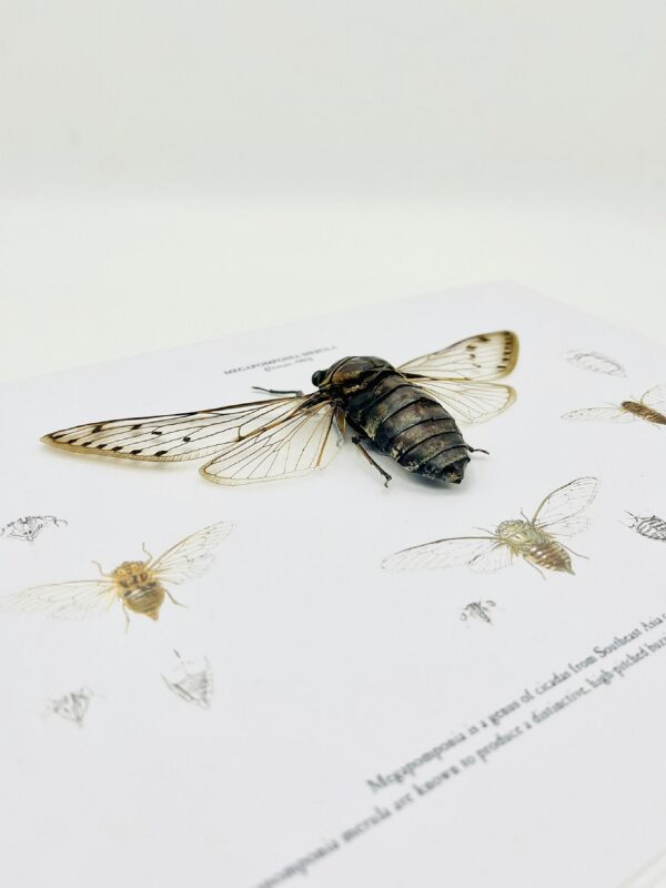 Educational shadow frame with an open winged mega cicada (Megapomponia Merula)