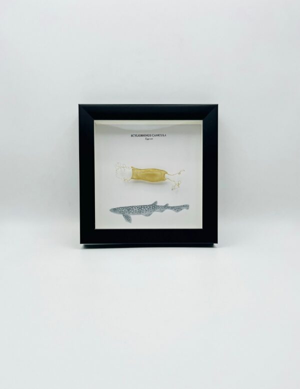 Wooden frame with eggcase of scyliorhinus canicula (small-spotted catshark)