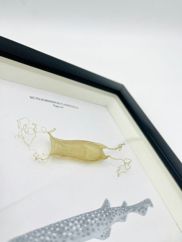 Wooden frame with eggcase of scyliorhinus canicula (small-spotted catshark)