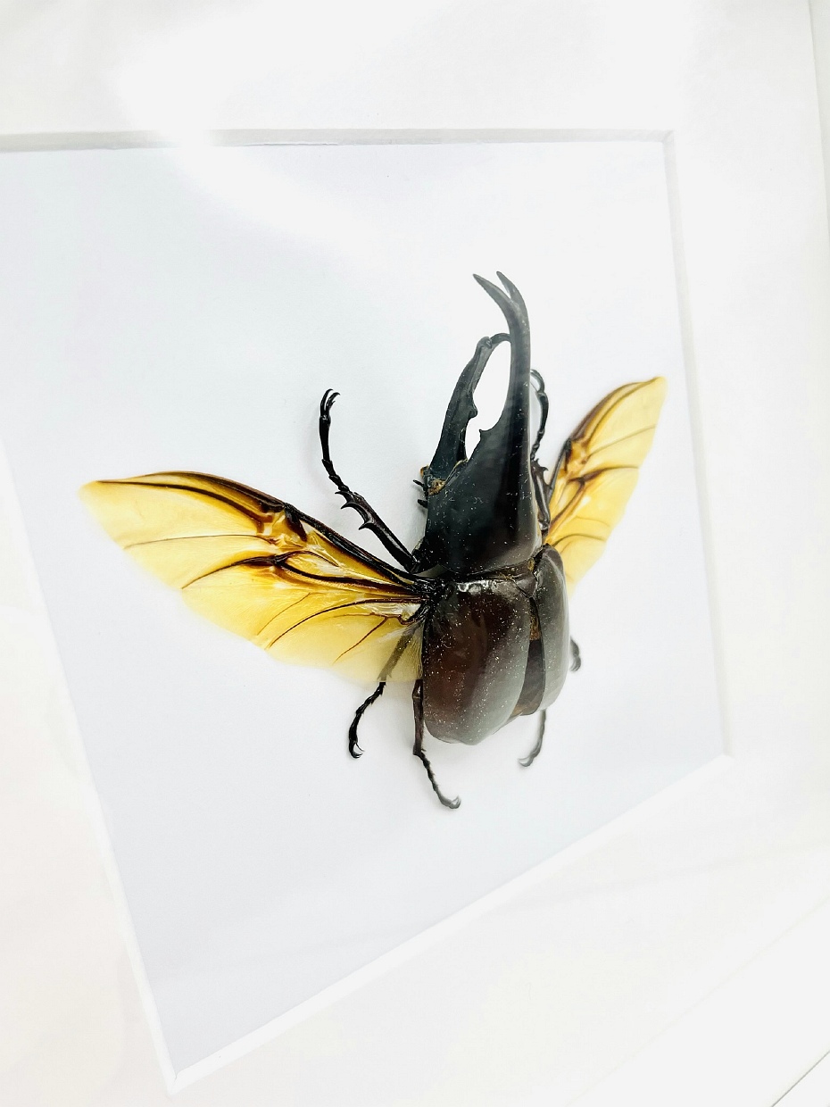 White wooden frame with real rhinoceros beetle (Xylotrupes gideon gideon)