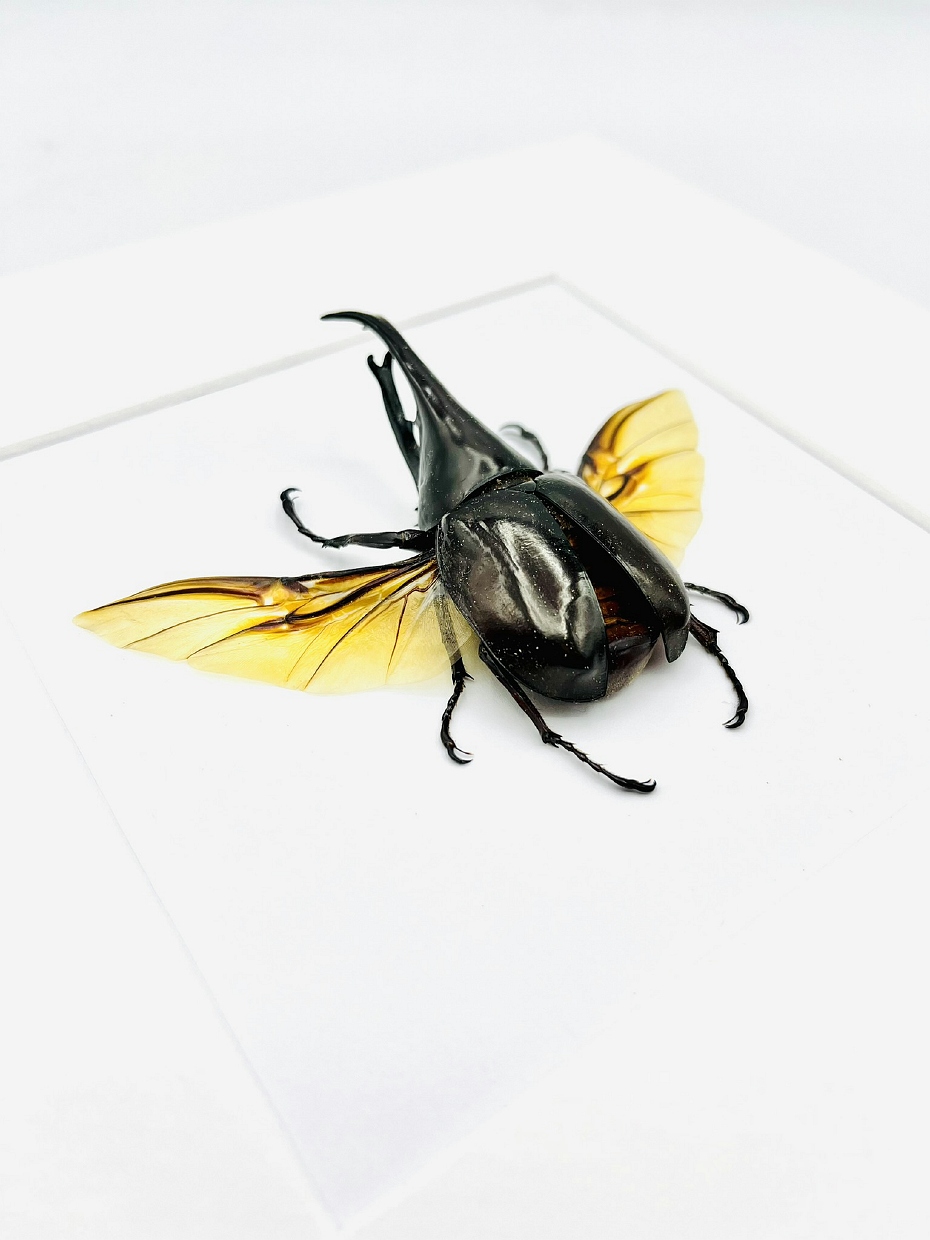 White wooden frame with real rhinoceros beetle (Xylotrupes gideon gideon)