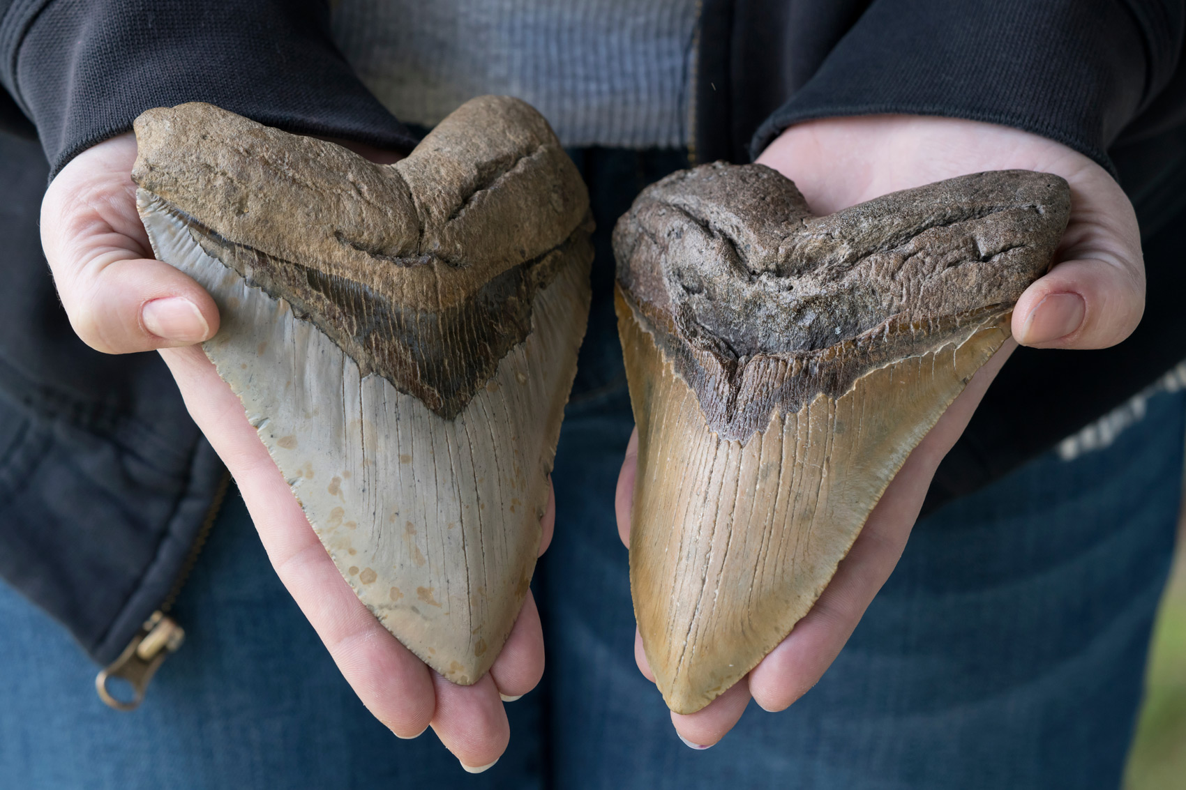Megalodon teeth and interesting facts about them