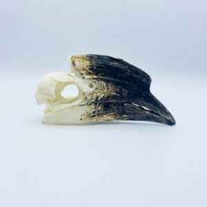 African Trumpeter Hornbill skull - Bycanistes Bucinator - 12,7cm