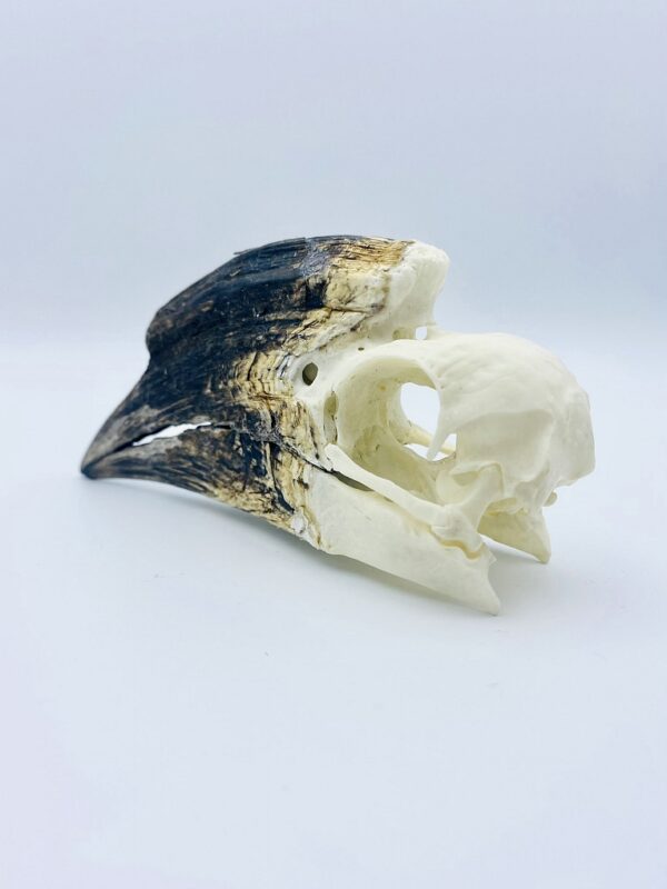 African Trumpeter Hornbill skull - Bycanistes Bucinator - 12,7cm