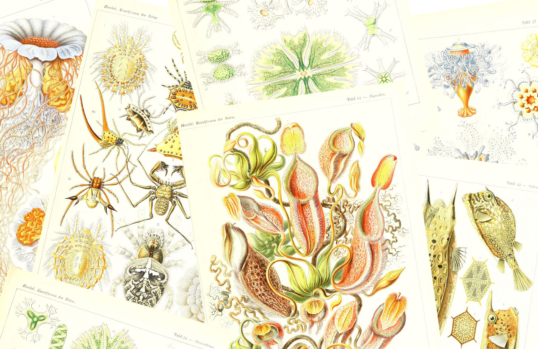 What Kunstformen der Nature by Ernst Haeckel meant for the history of science?