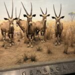 A Day at the American Museum of Natural History: A Treasure Trove for Curiosity Seekers