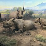 A Day at the American Museum of Natural History: A Treasure Trove for Curiosity Seekers