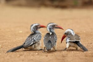 A Turning Point for African Hornbills: Why They Were Added to CITES Appendix II